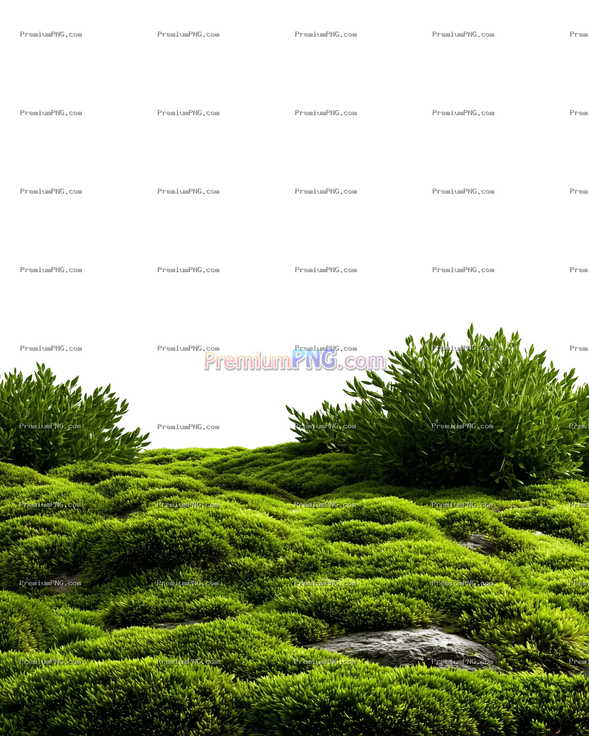 green moss lawn on a transparent background