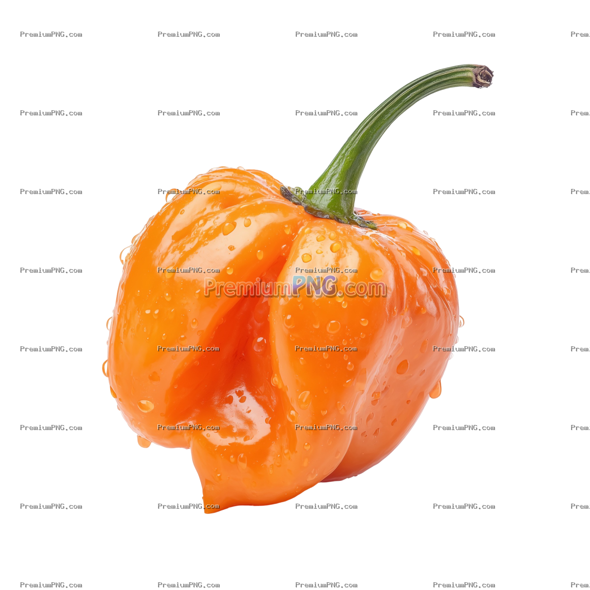 single orange habanero pepper