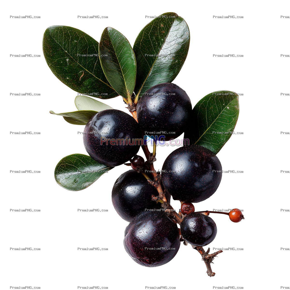 Fresh Jaboticaba transparent background