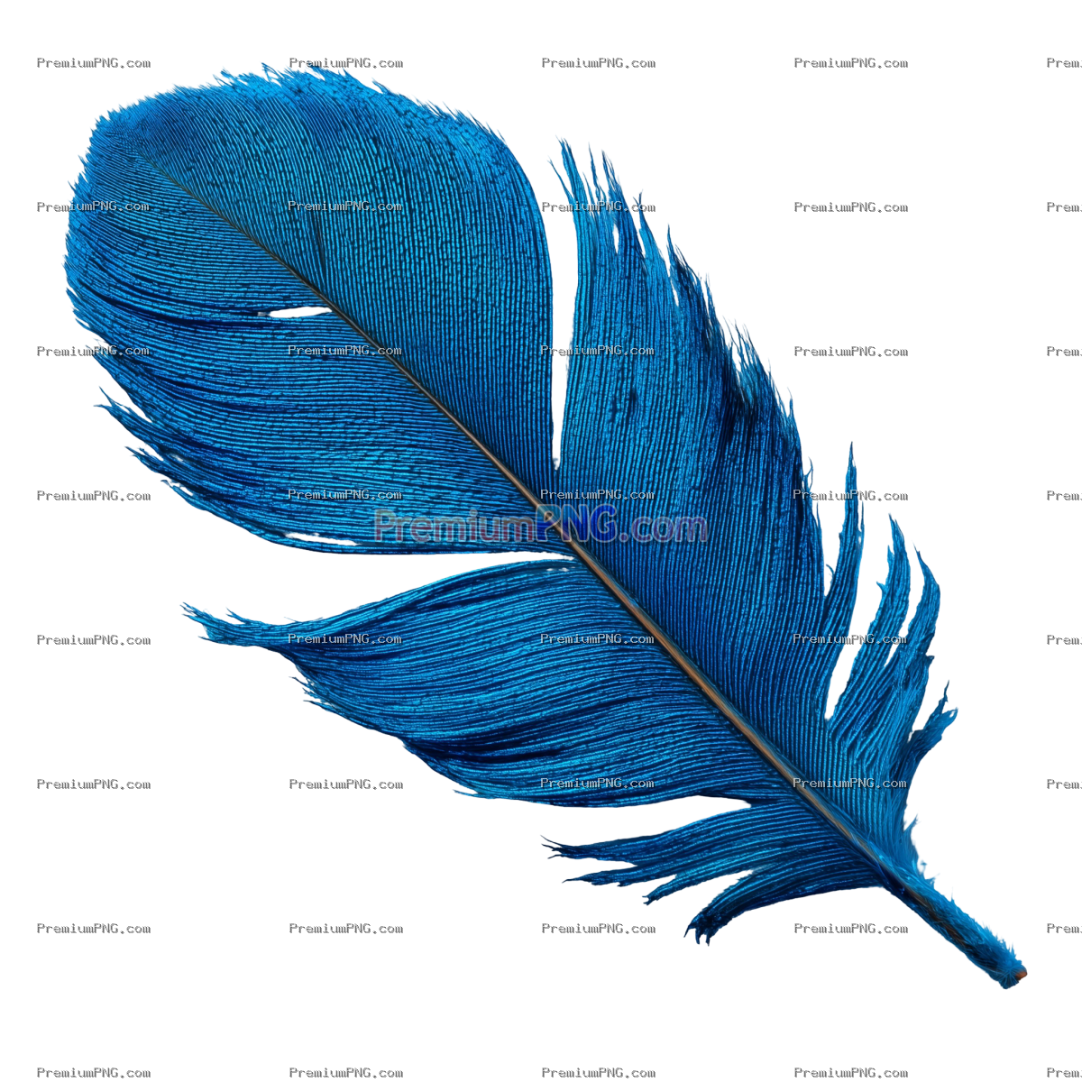 Vibrant Blue Feather Photography | Transparent Background Stock Photo