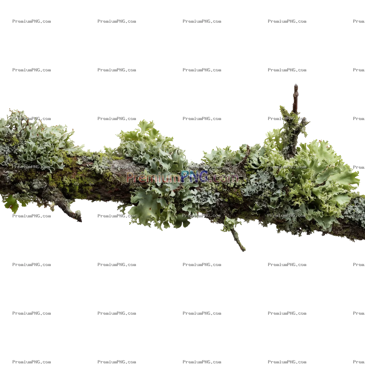 Lush Mossy Branch Covered in Lichen Isolated on Transparent Background