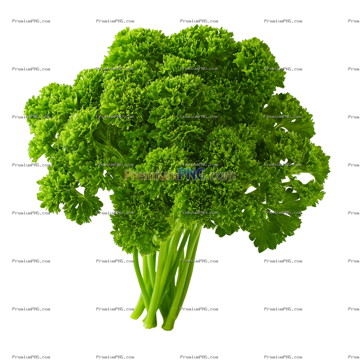 Fresh Organic Parsley Branch Isolated on Transparent Background