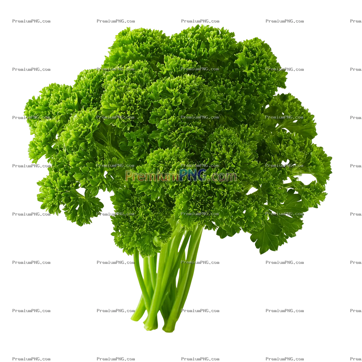 Fresh Organic Parsley Branch Isolated on Transparent Background