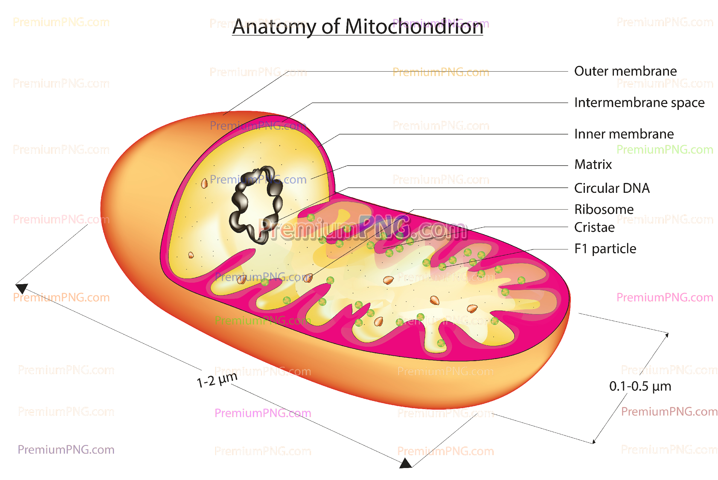 3D Vector Mitochondria Diagram – Isolated Organelle EPS & PNG for Biological Science