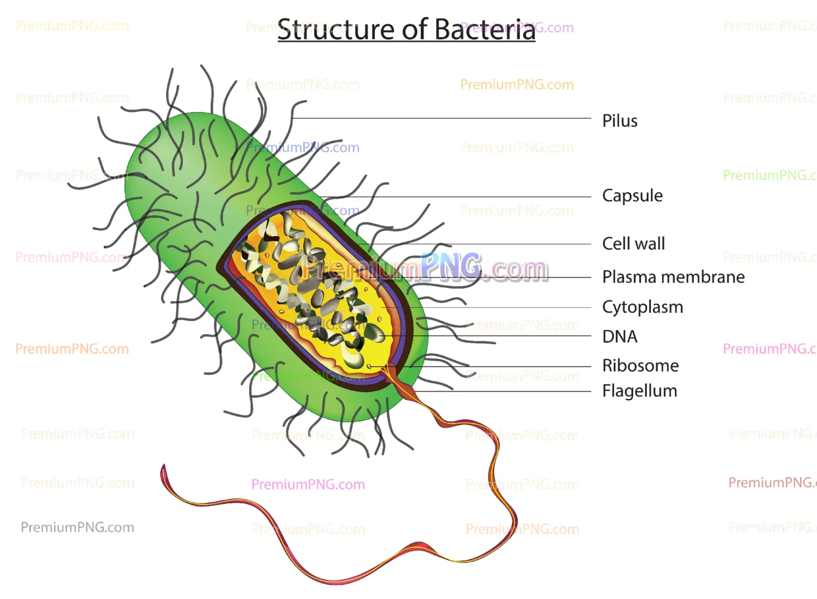 Labeled Bacterial Cell Structure Diagram – Educational Biology Vector