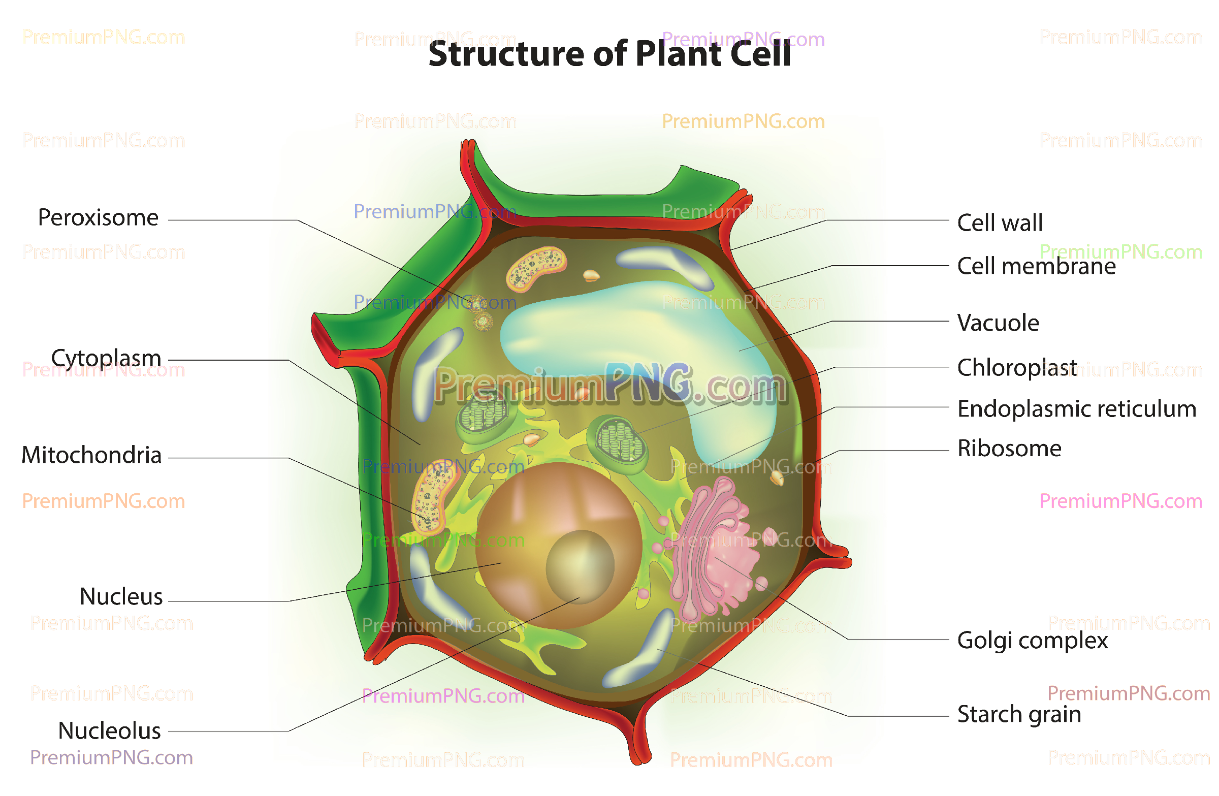 Plant Cell Diagram Vector EPS – Labeled Eukaryotic Cell Structure & Organelles