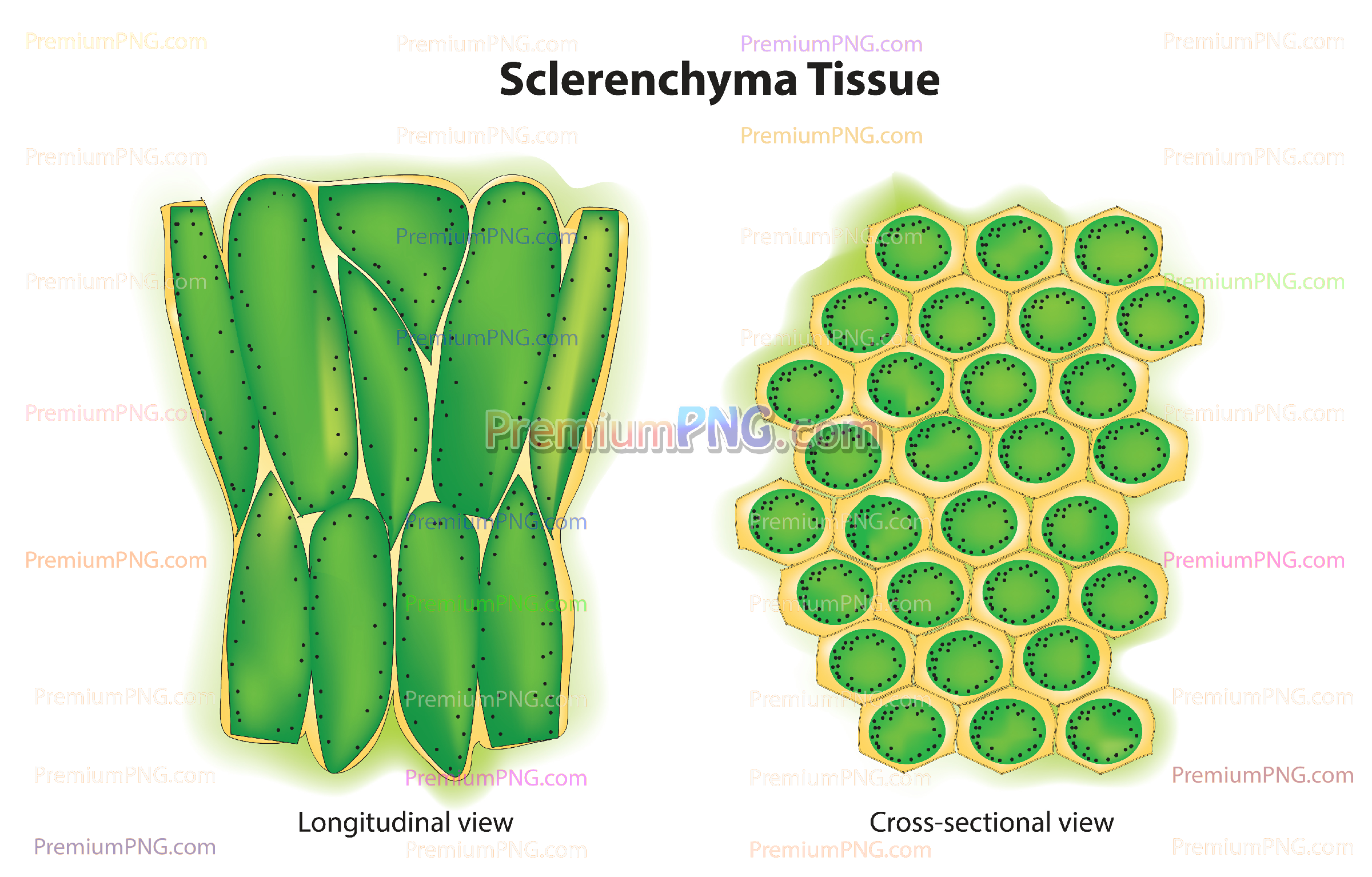 Sclerenchyma Cell Structure Vector EPS – Plant Anatomy & Plant Cell Tissue Diagram