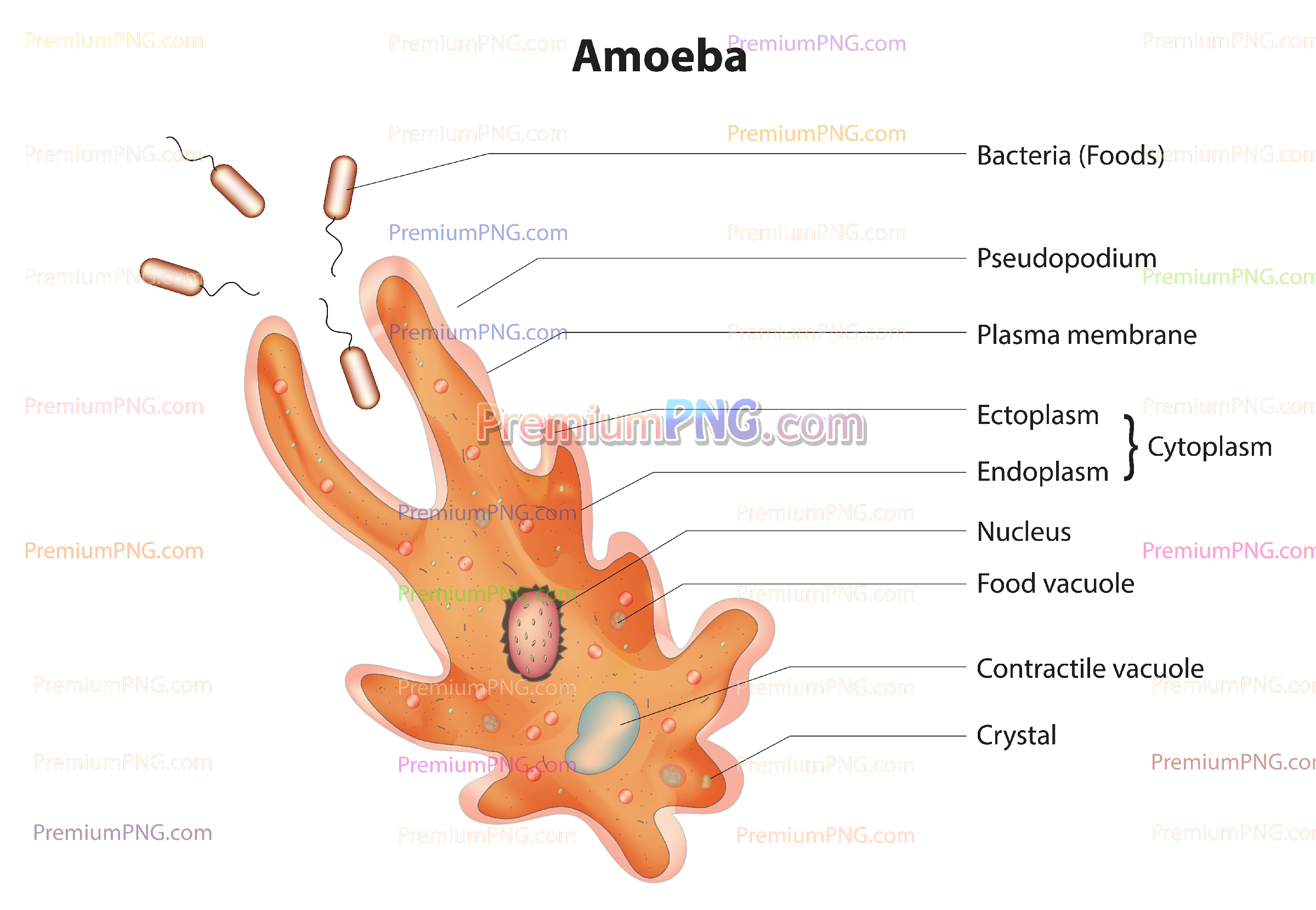 Amoeba vector diagram