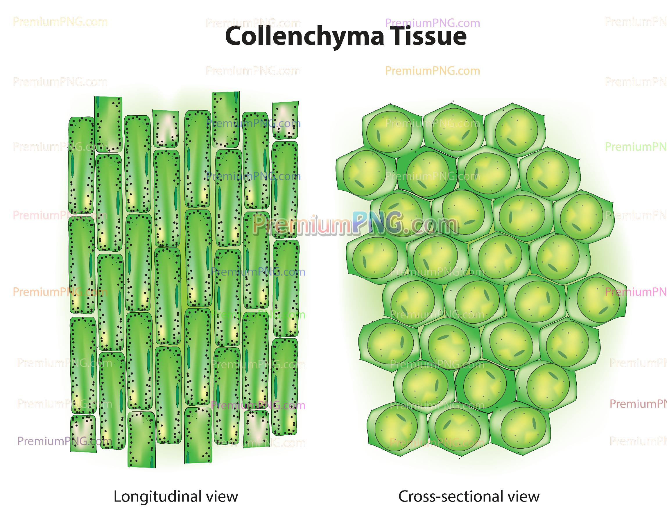 Collenchyma Tissue Vector Diagram EPS - Plant Cell Structure Illustration