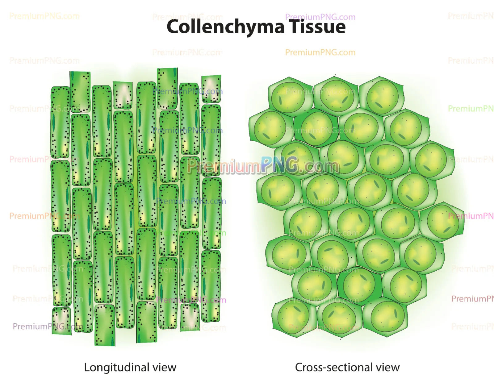 Collenchyma Tissue Vector Diagram EPS - Plant Cell Structure Illustration