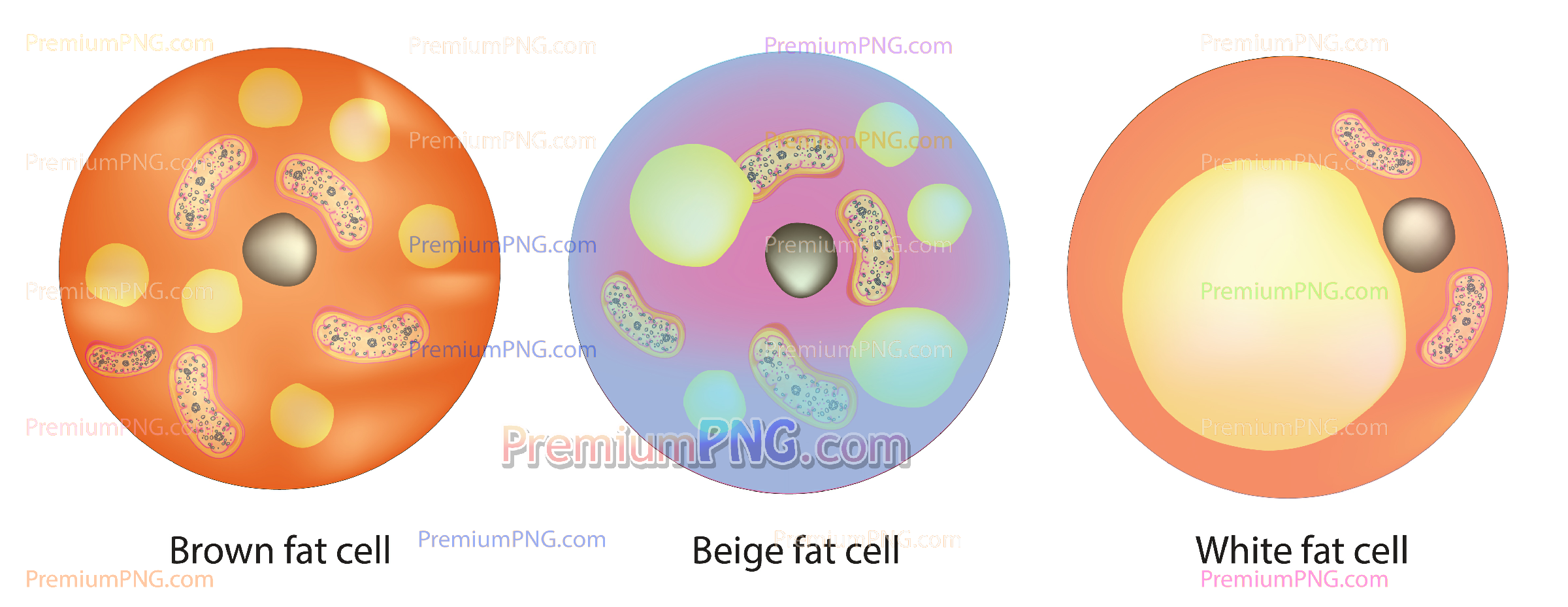 Classification of Fat Cells - White, Brown, and Beige Adipocytes