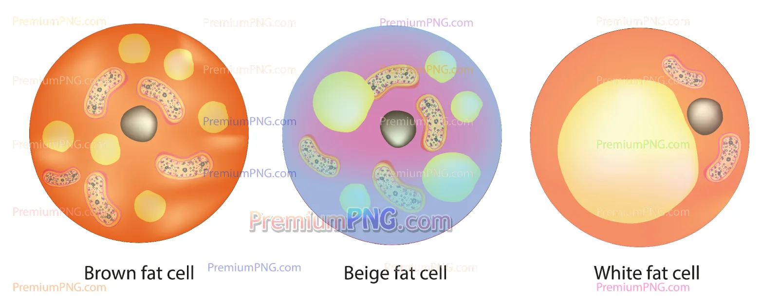 Classification of Fat Cells - White, Brown, and Beige Adipocytes