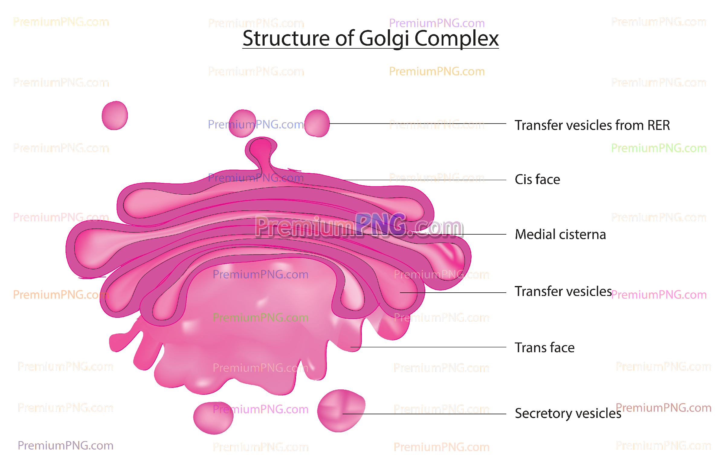 Golgi Body Vector Diagram | Editable EPS Cellular Biology Illustration