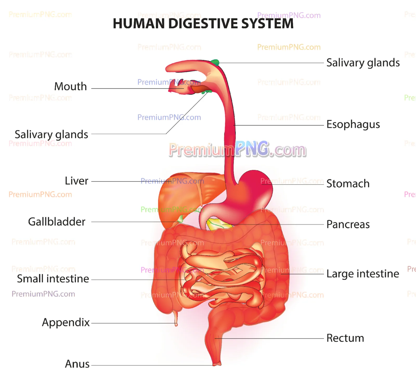 Human Digestive System Vector Diagram | Medical Anatomy Infographic EPS