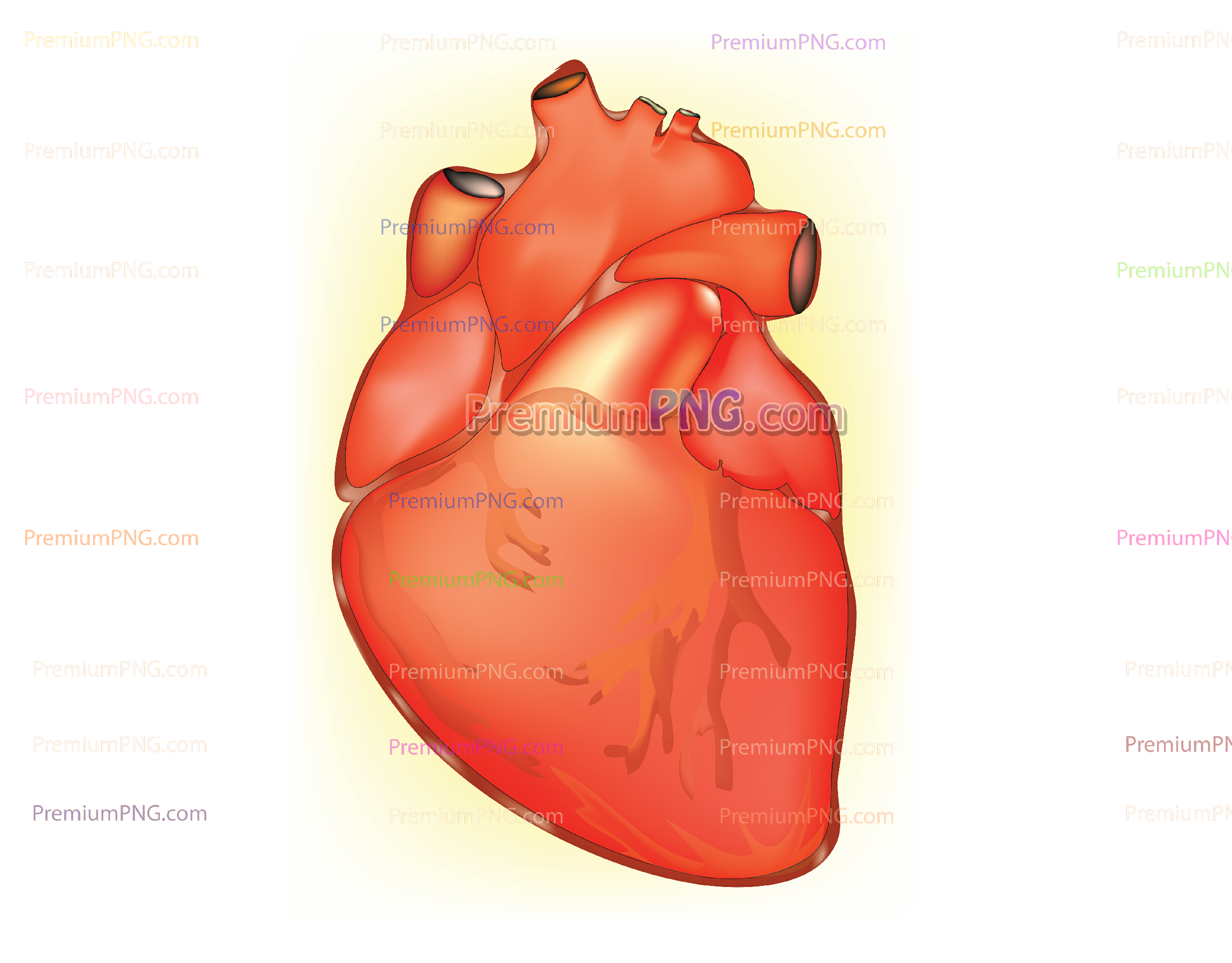 Human Heart Vector Diagram