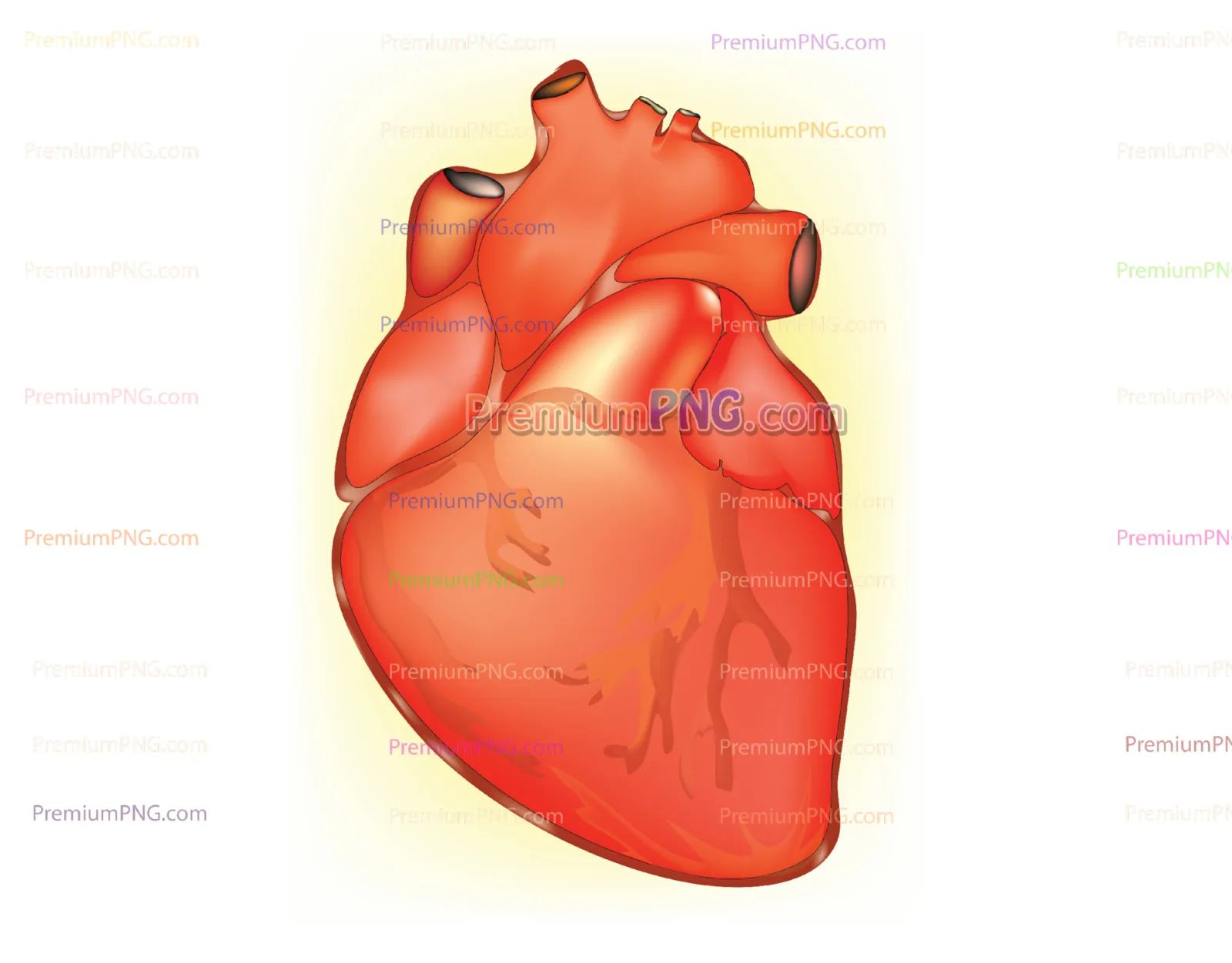 Human Heart Vector Diagram