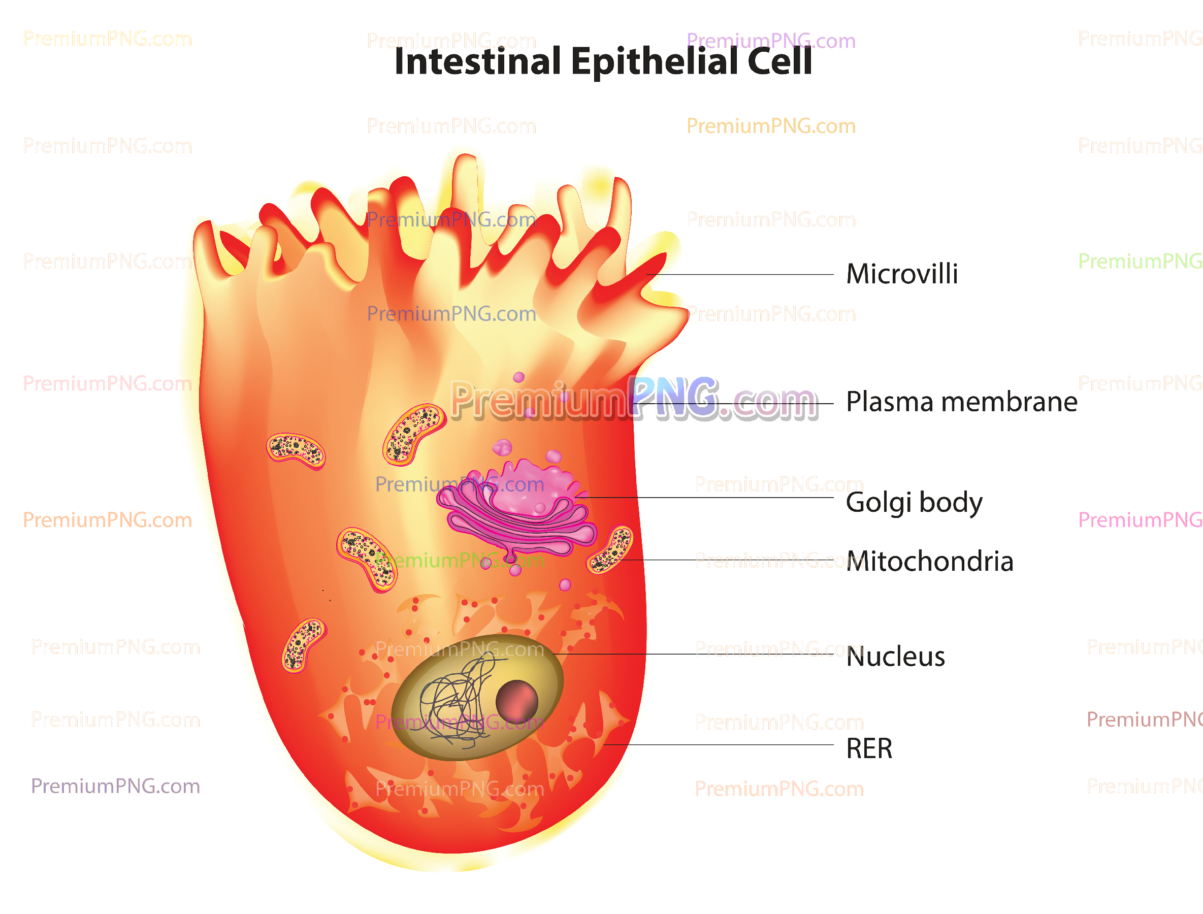 Human Intestinal Epithelial Cell Vector Diagram
