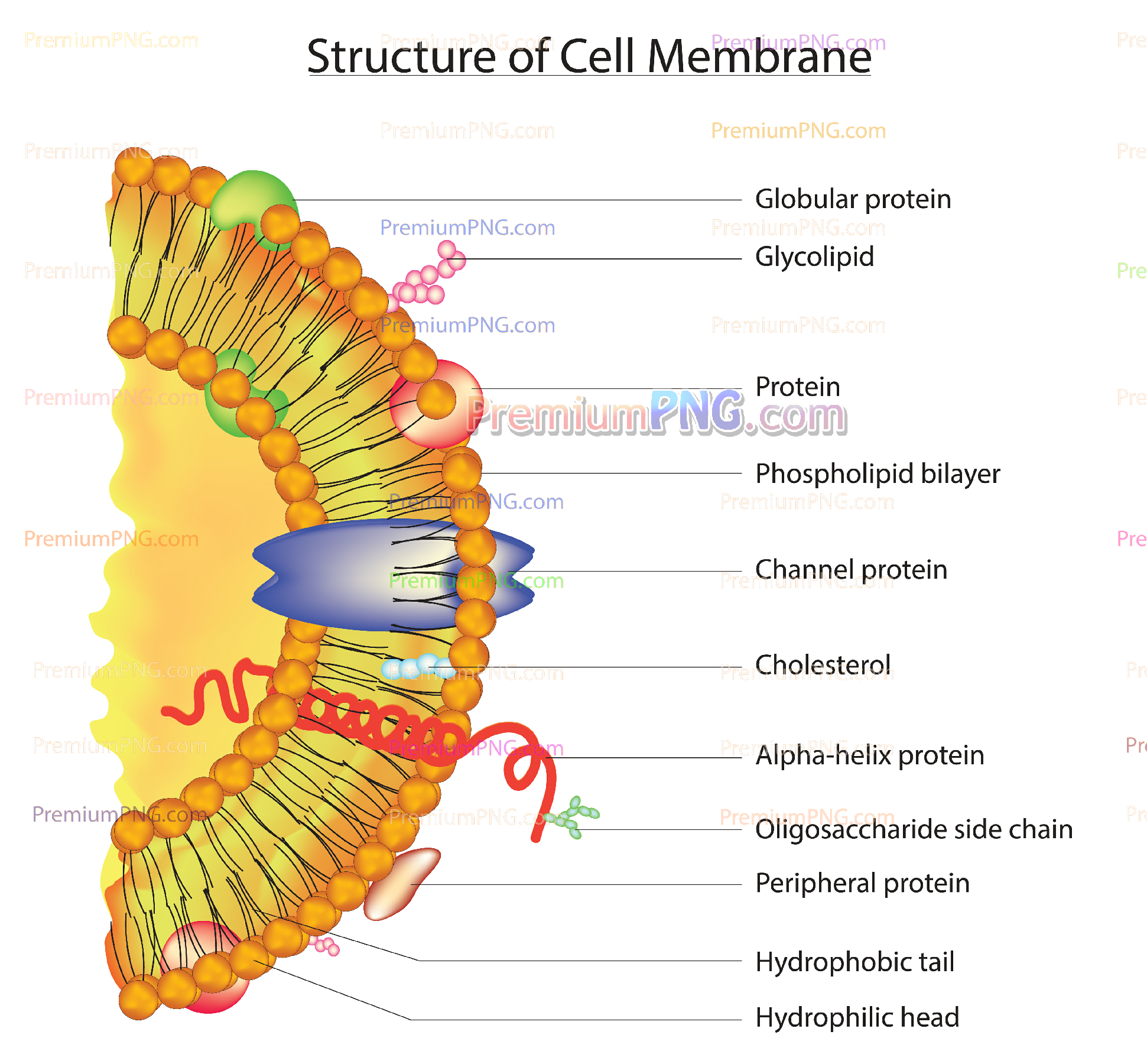 Labeled Cell Membrane Vector Diagram | Detailed Fluid Mosaic Model EPS