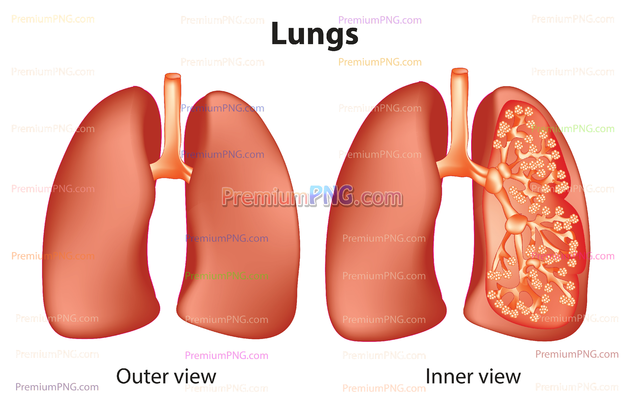 Human Lungs: inner and outer view vector eps