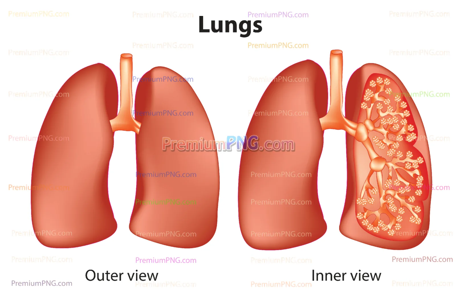 Human Lungs: inner and outer view vector eps