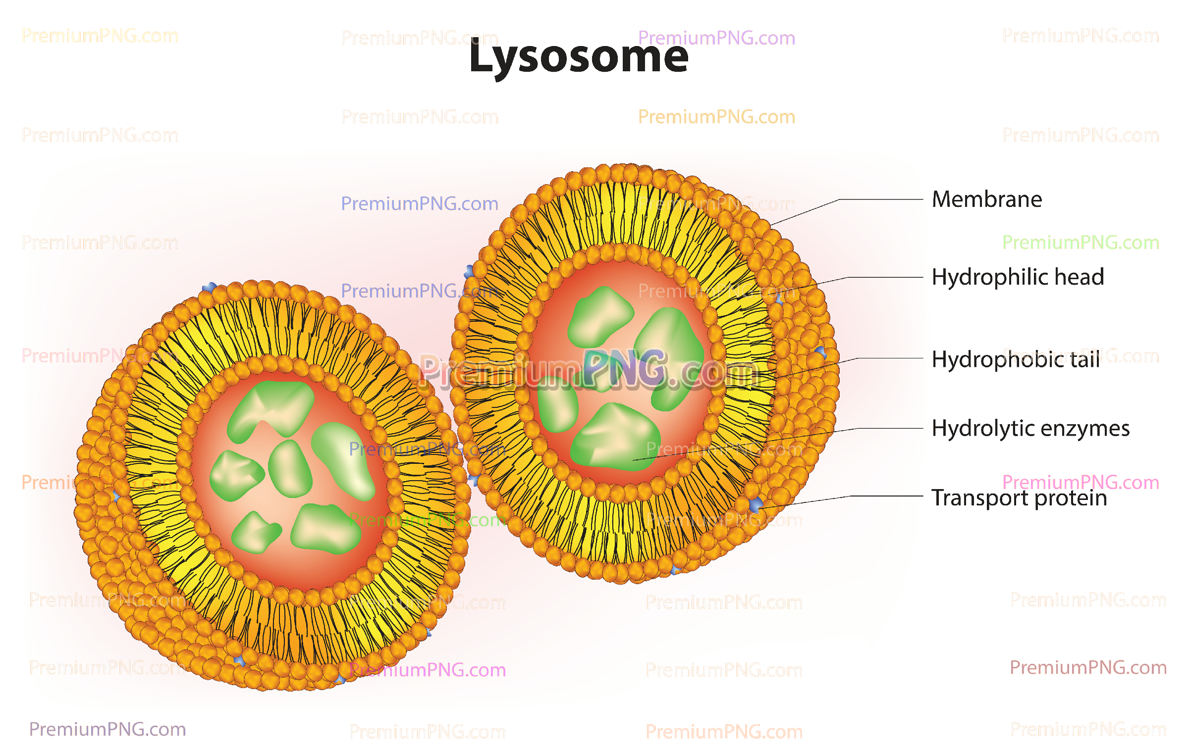 Lysosome Diagram Vector EPS | Cellular Organelle & Autophagy Illustration