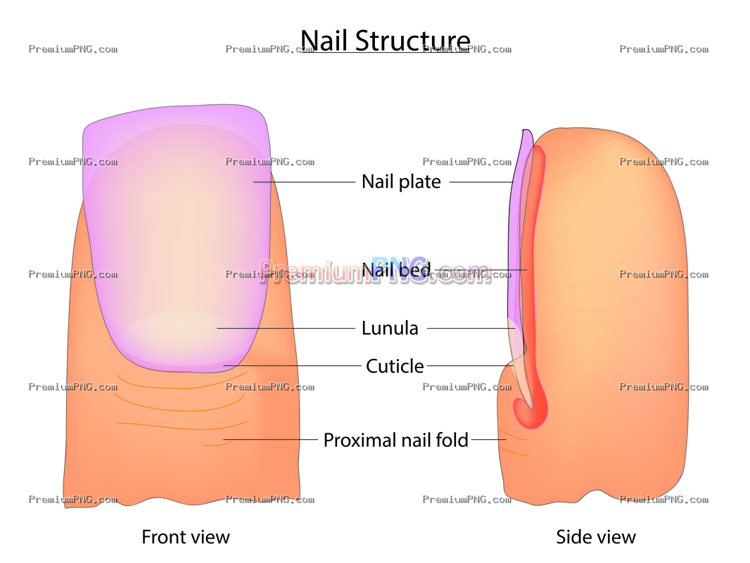Human Nail Structure Diagram – Detailed Anatomical Breakdown of Fingernail Layers and Parts