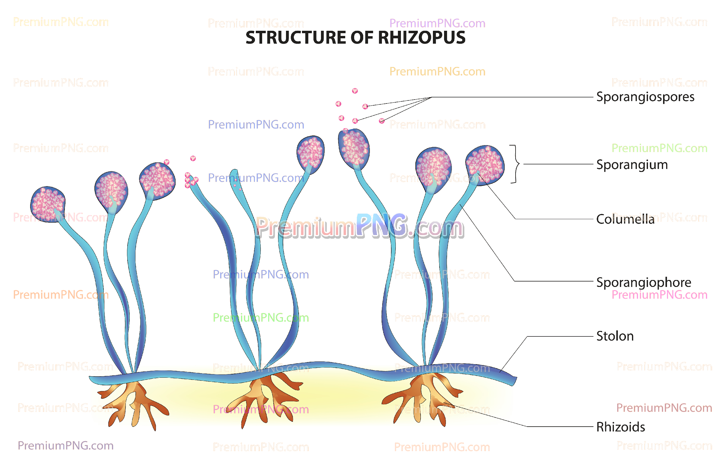 Science images