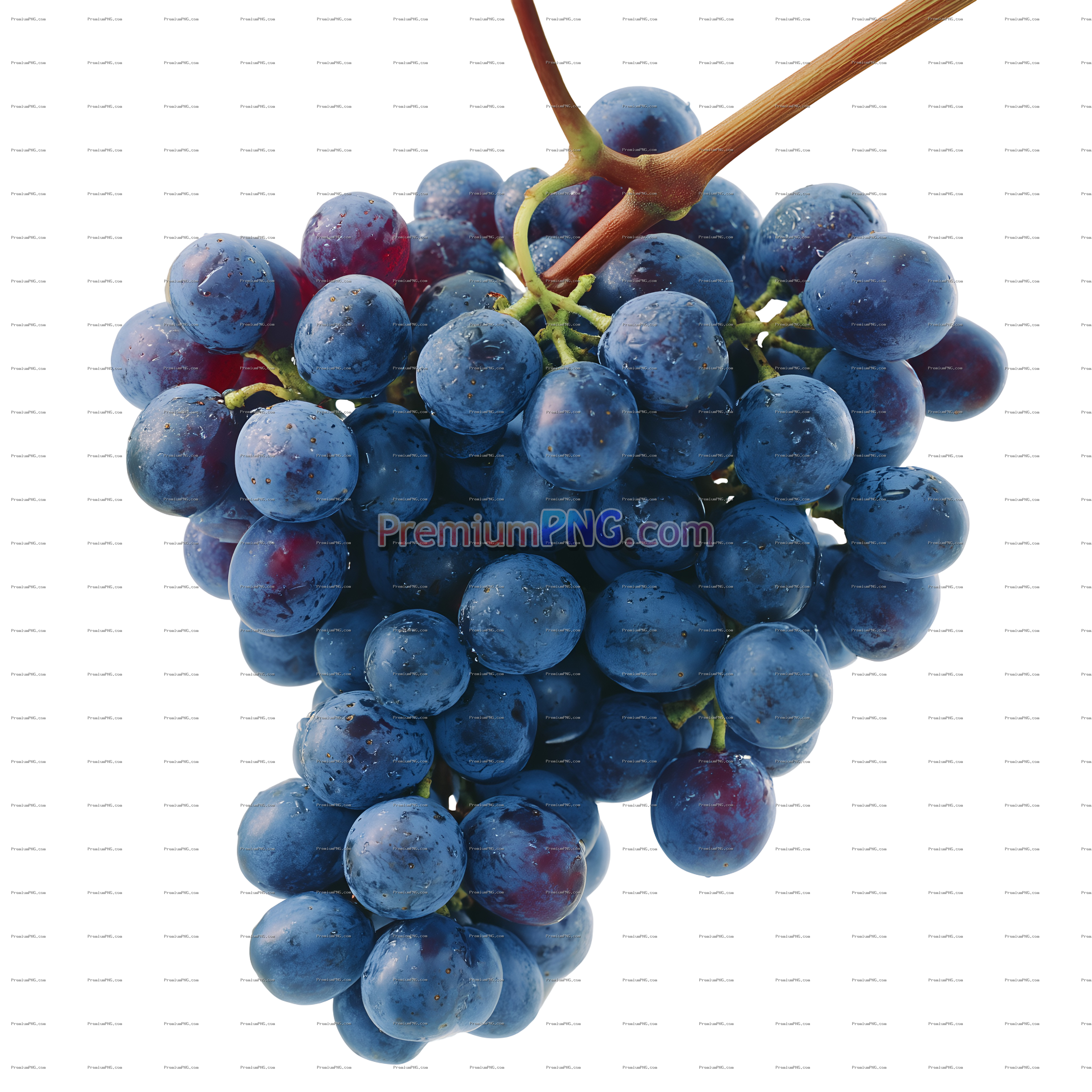 Abundant Bunches of Ripe Blue Grapes on Vine on stem