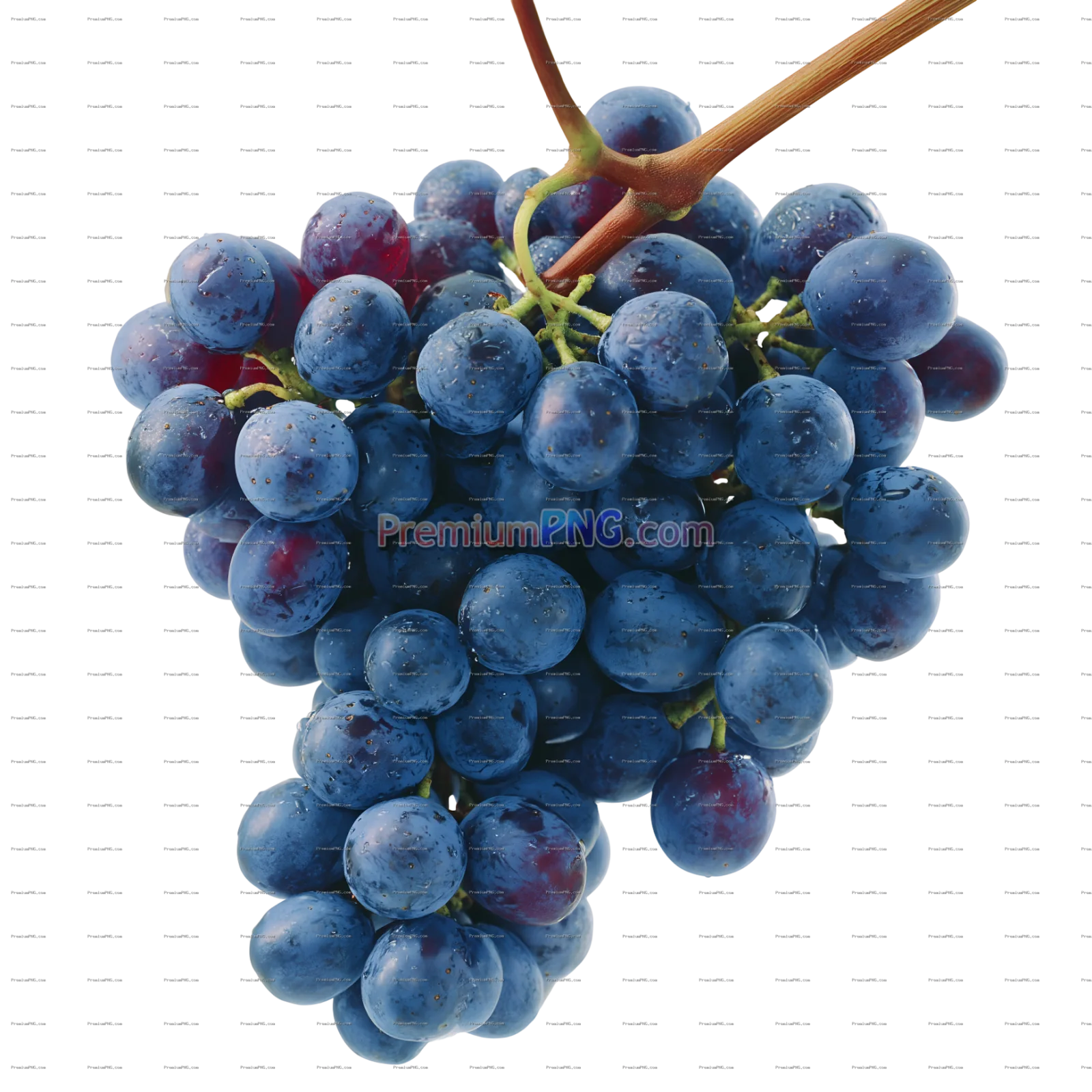 Abundant Bunches of Ripe Blue Grapes on Vine on stem