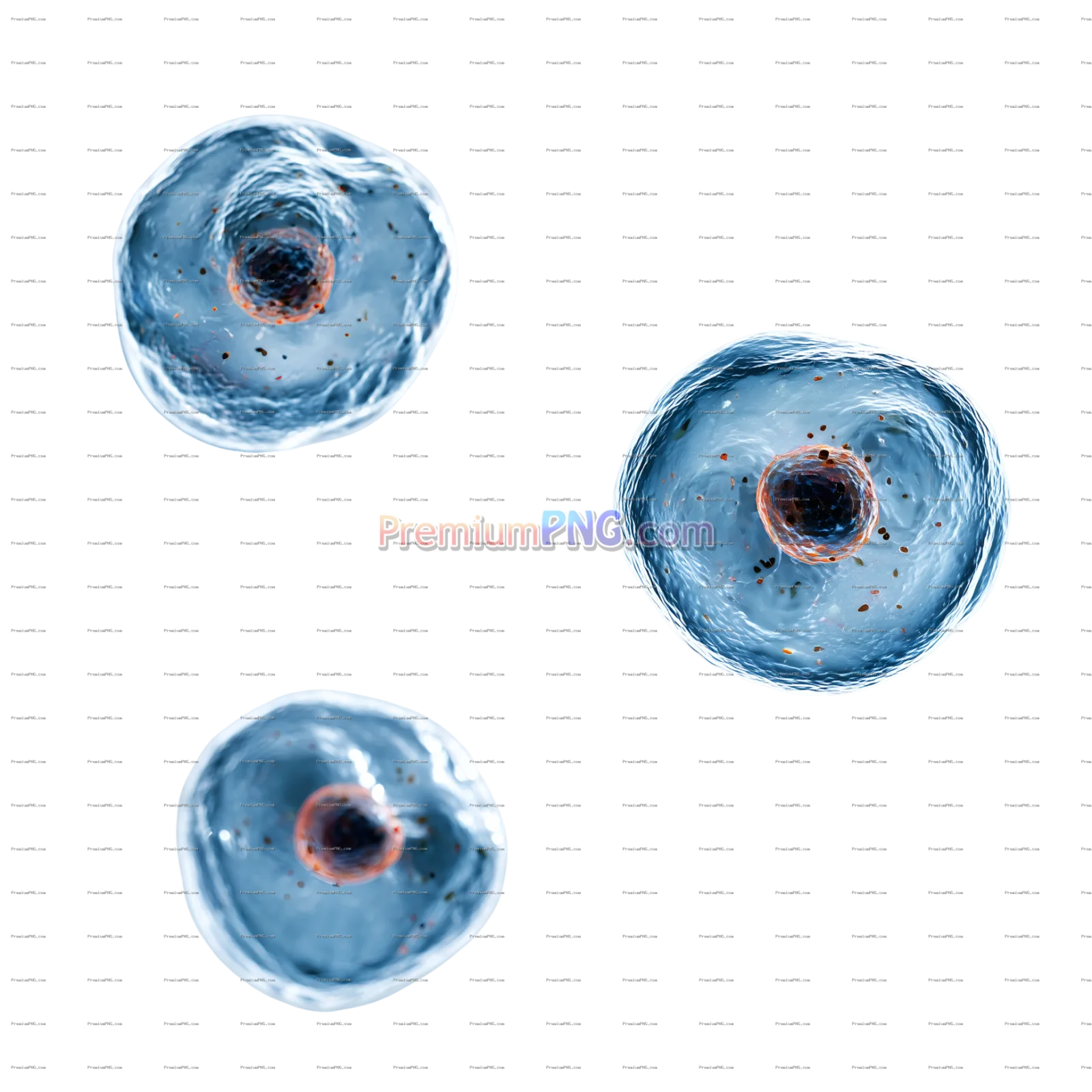 Microscopic View of Cells with Visible Nuclei PNG
