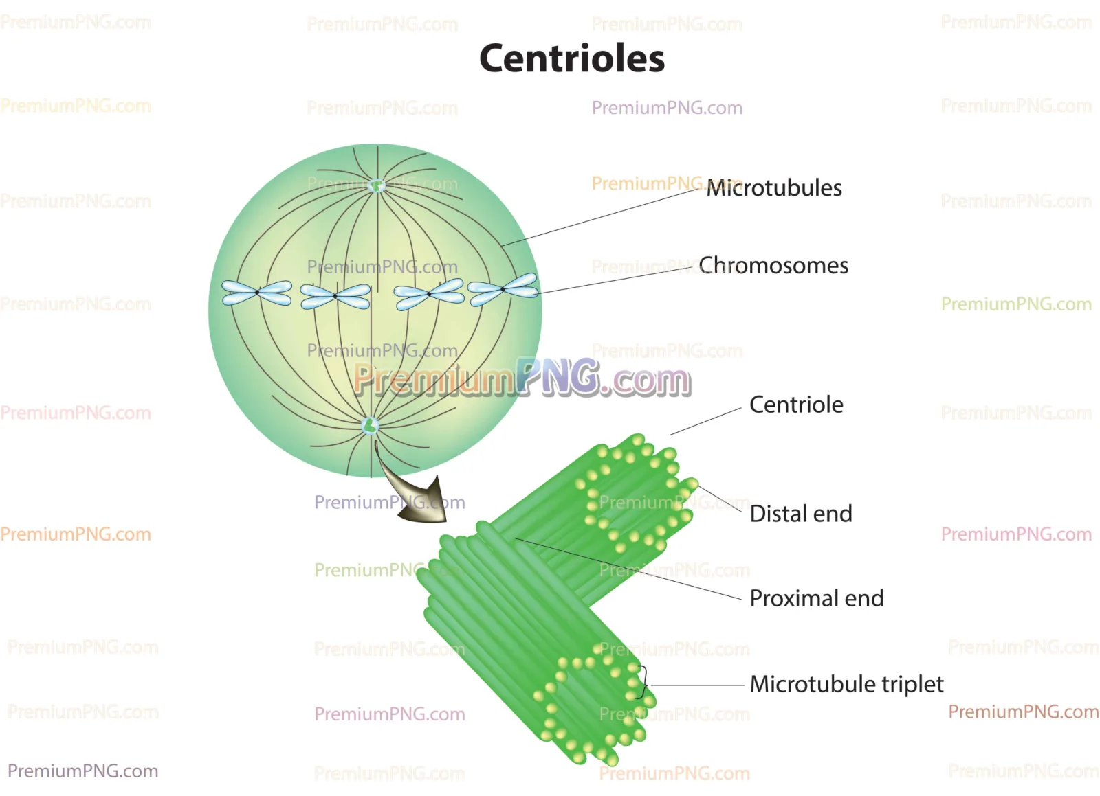 Centrioles: Structure Vector EPS