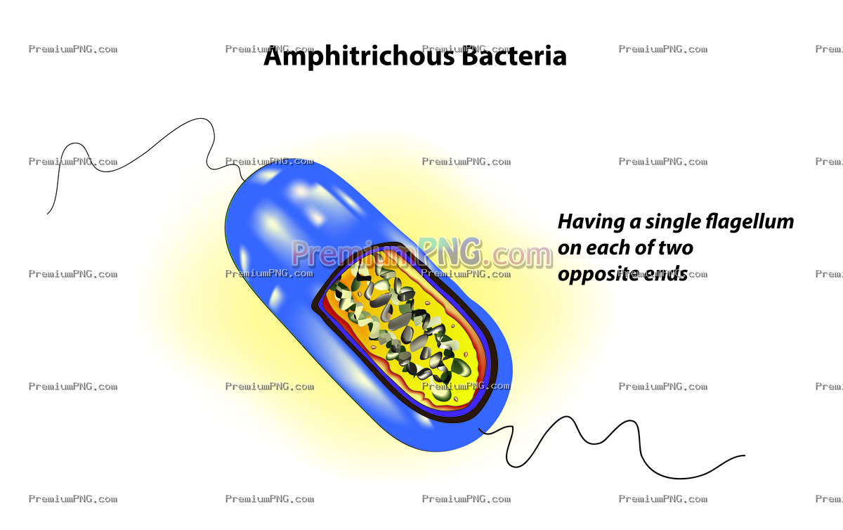 Amphitrichous Bacteria EPS – Scientific Microbiology Vector Illustration