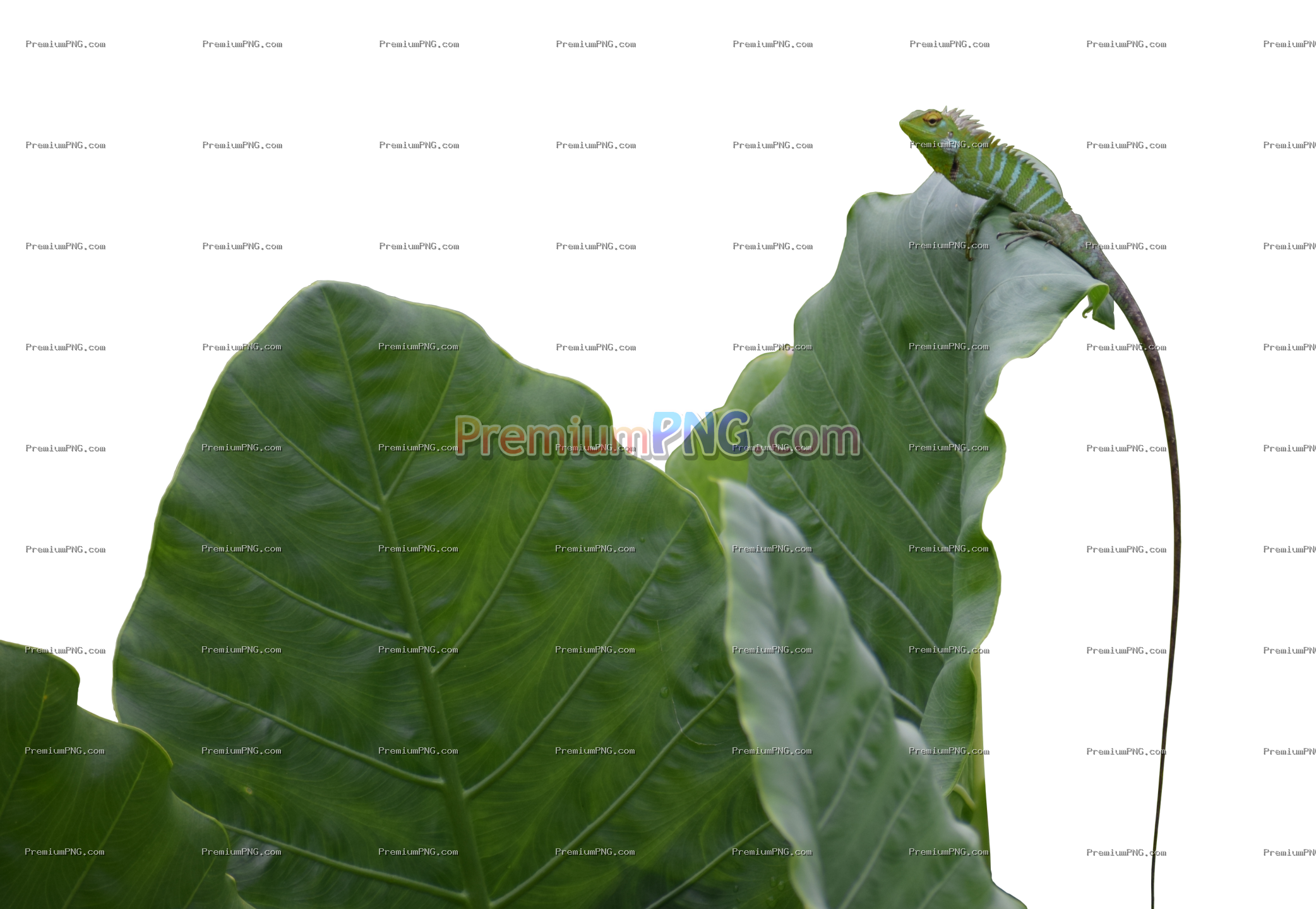Hidden Green Lizard on Leaf – Camouflaged Reptile Wildlife Exclusive Image