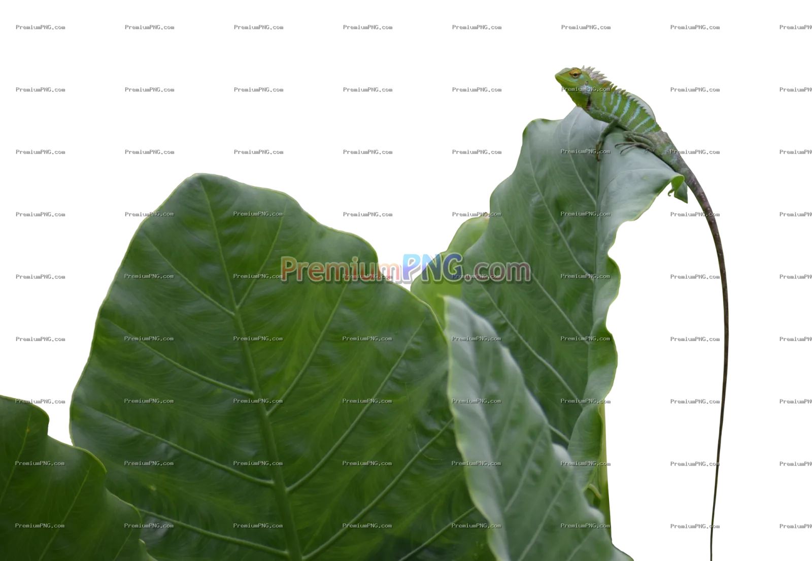 Hidden Green Lizard on Leaf – Camouflaged Reptile Wildlife Exclusive Image