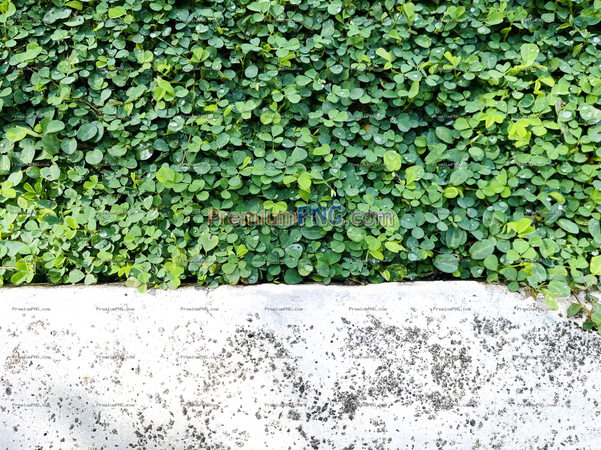 Morning Creeping Tick-Trefoil Transparent PNG – Exclusive Botanical Plant Image