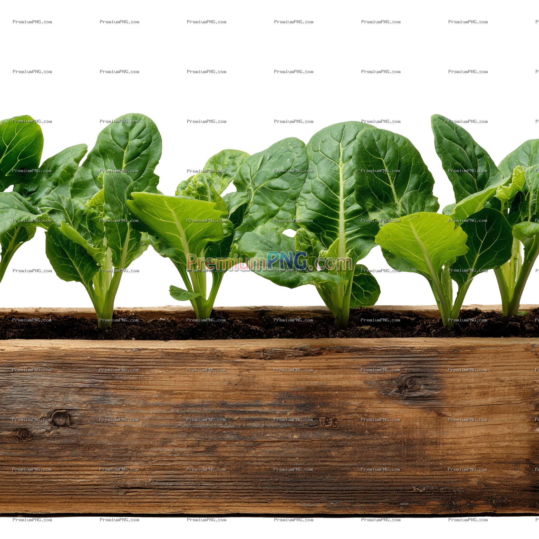 Young leafy green plants growing in a wooden planter box