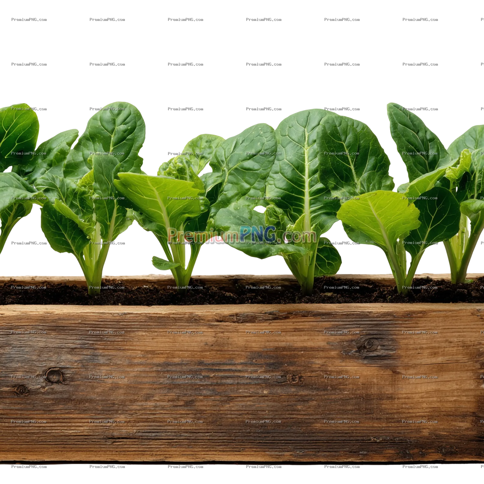 Young leafy green plants growing in a wooden planter box
