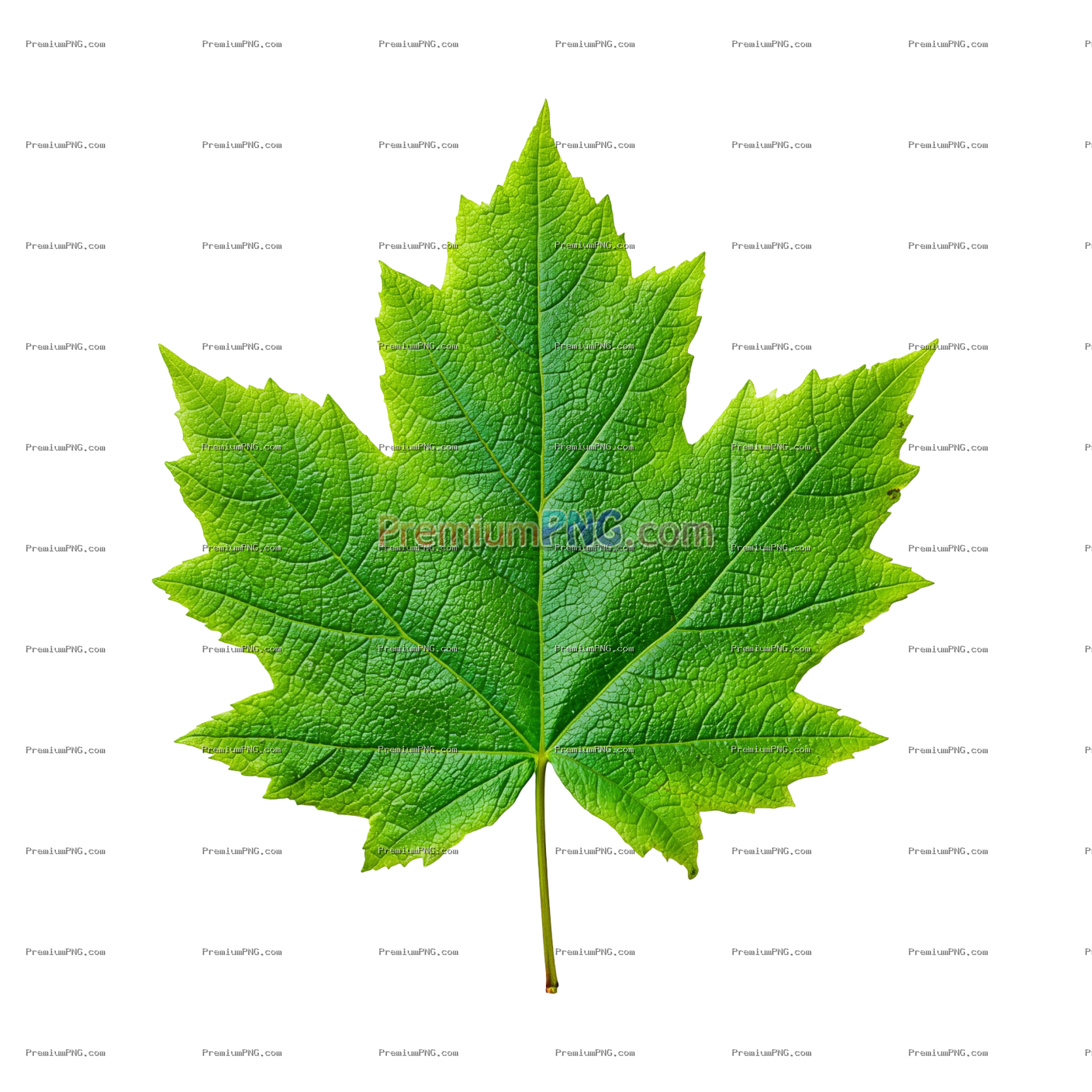Vibrant green maple leaf isolated against a isolated background depicting nature and botanical detai