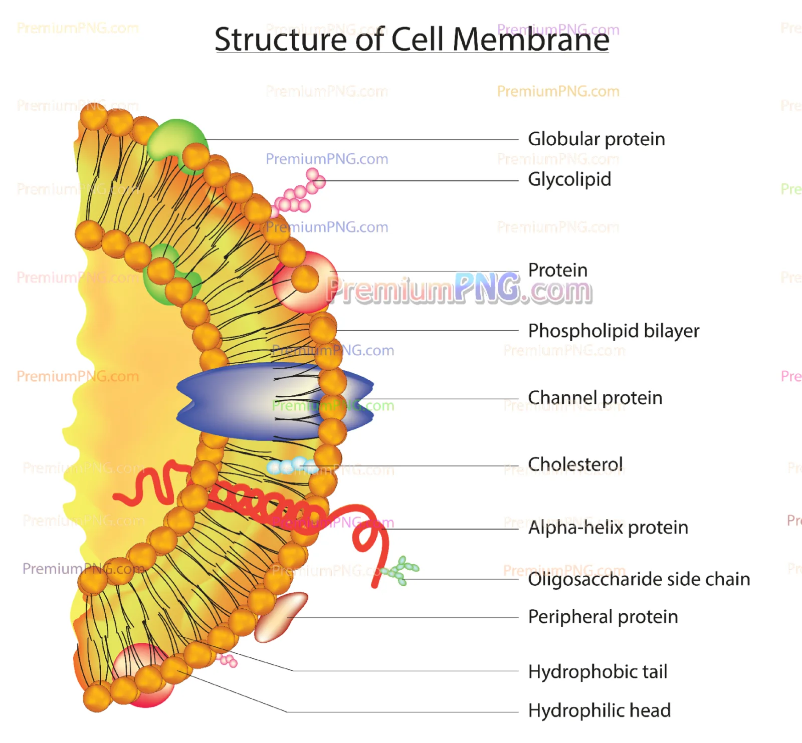 Labeled Cell Membrane Vector Diagram | Detailed Fluid Mosaic Model EPS