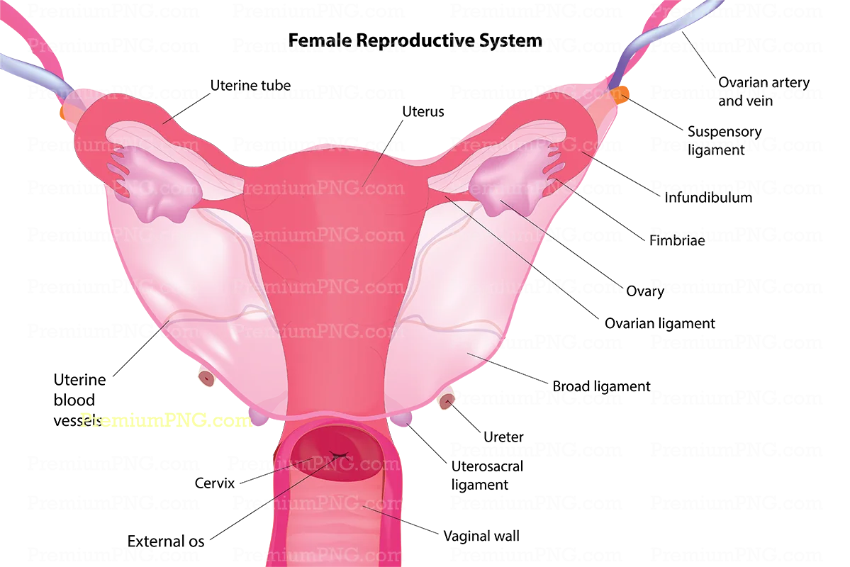 Labeled Female Reproductive System Vector Diagram | Anatomical Illustration