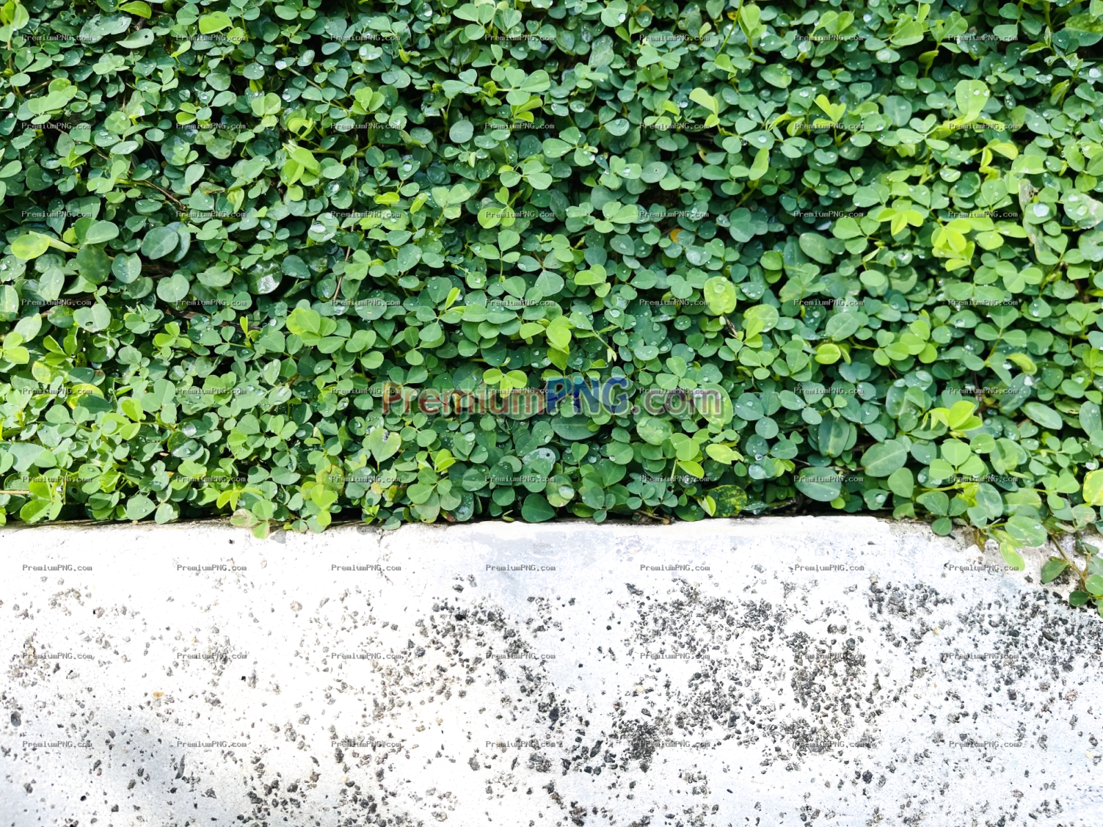 Morning Creeping Tick-Trefoil Transparent PNG – Exclusive Botanical Plant Image