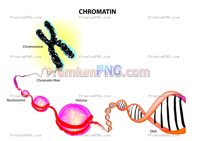 nucleosome vs chromatin vs chromosome vector eps