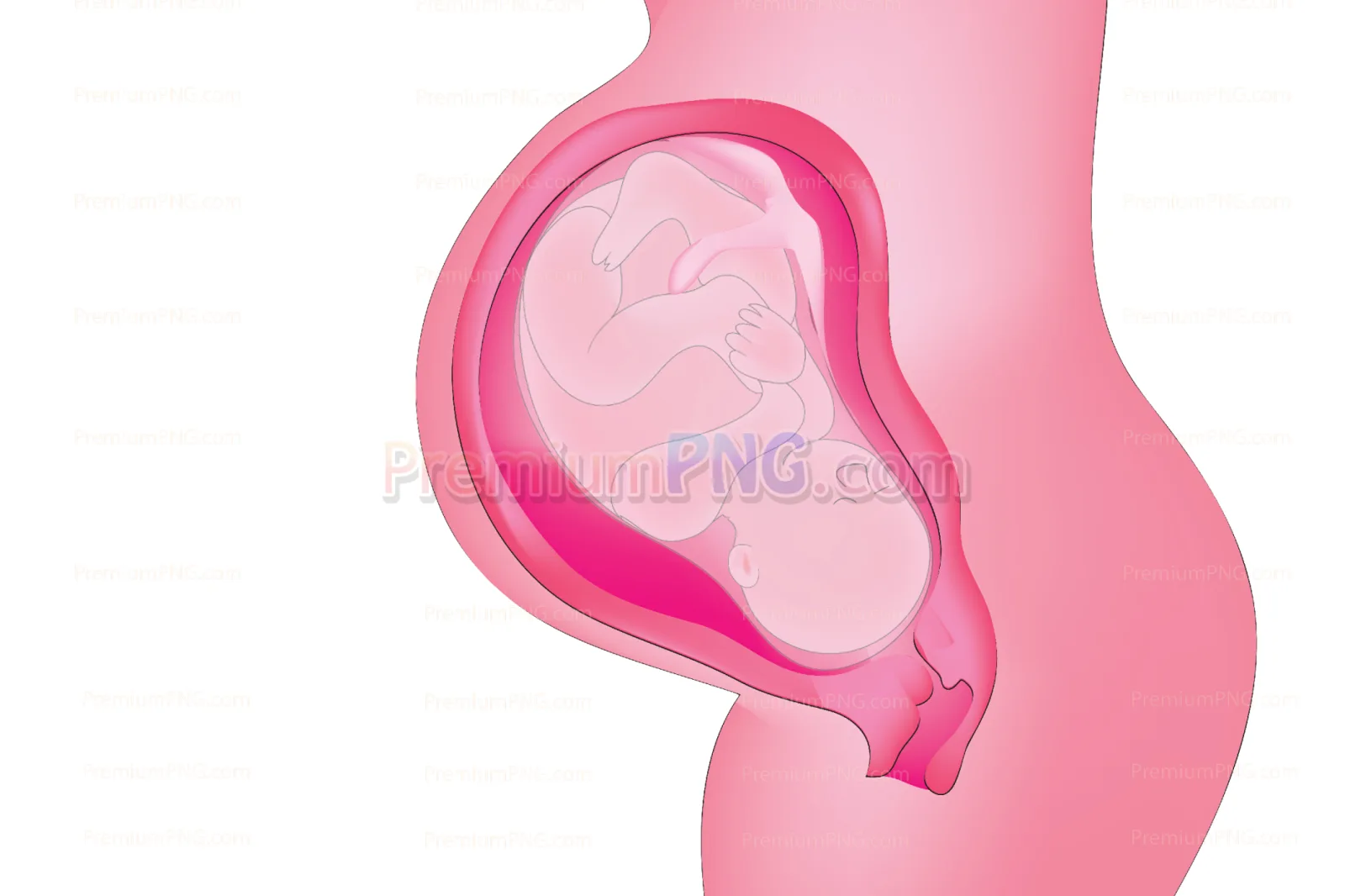 pregnancy cross section vector eps