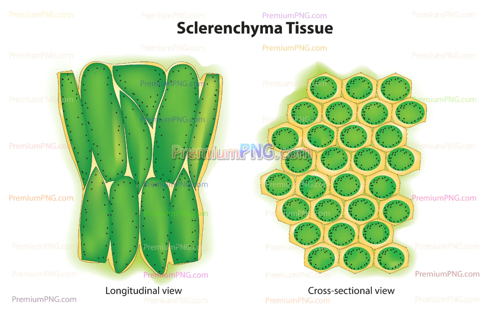 Sclerenchyma Cell Structure Vector EPS – Plant Anatomy & Plant Cell Tissue Diagram