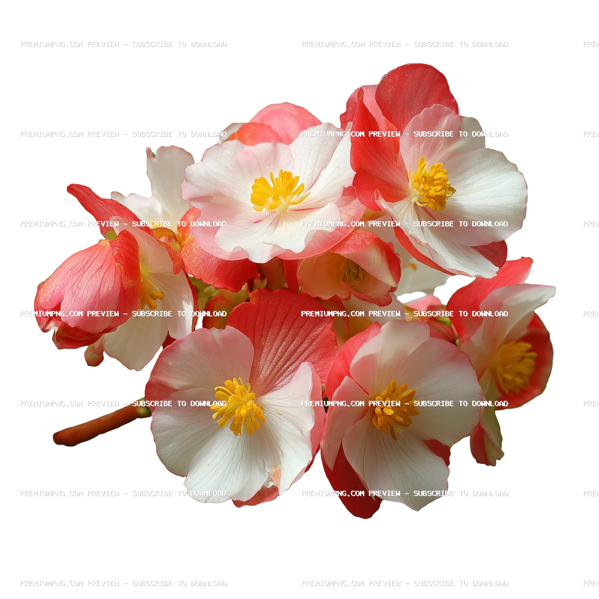 Vibrant Blooming Begonia Flower PNG | Transparent Background Garden Floral Cutout