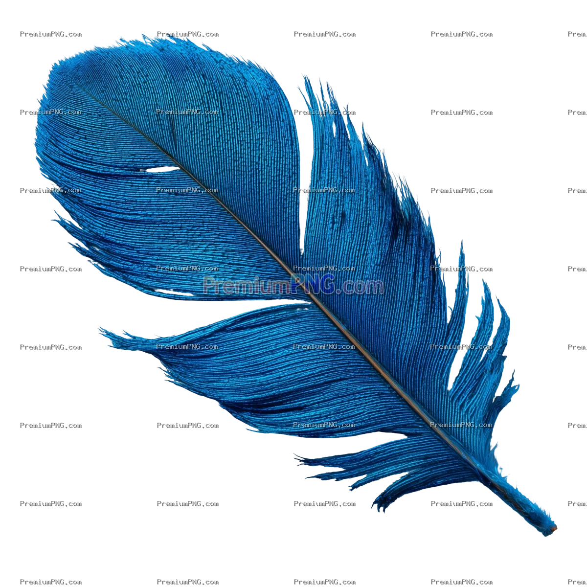 Vibrant Blue Feather Photography | Transparent Background Stock Photo