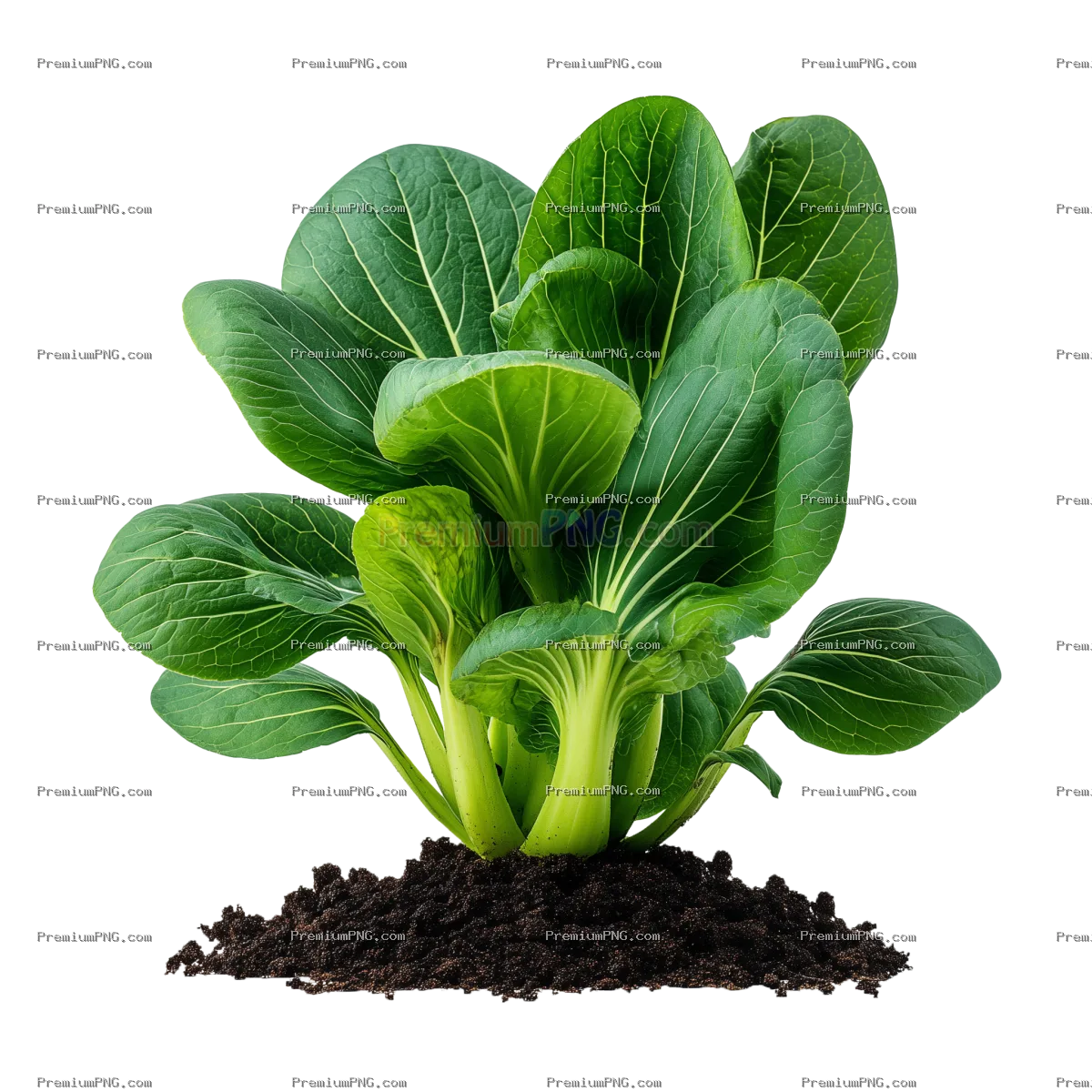 Vibrant bok choy plant growing in soil isolated on transparent background