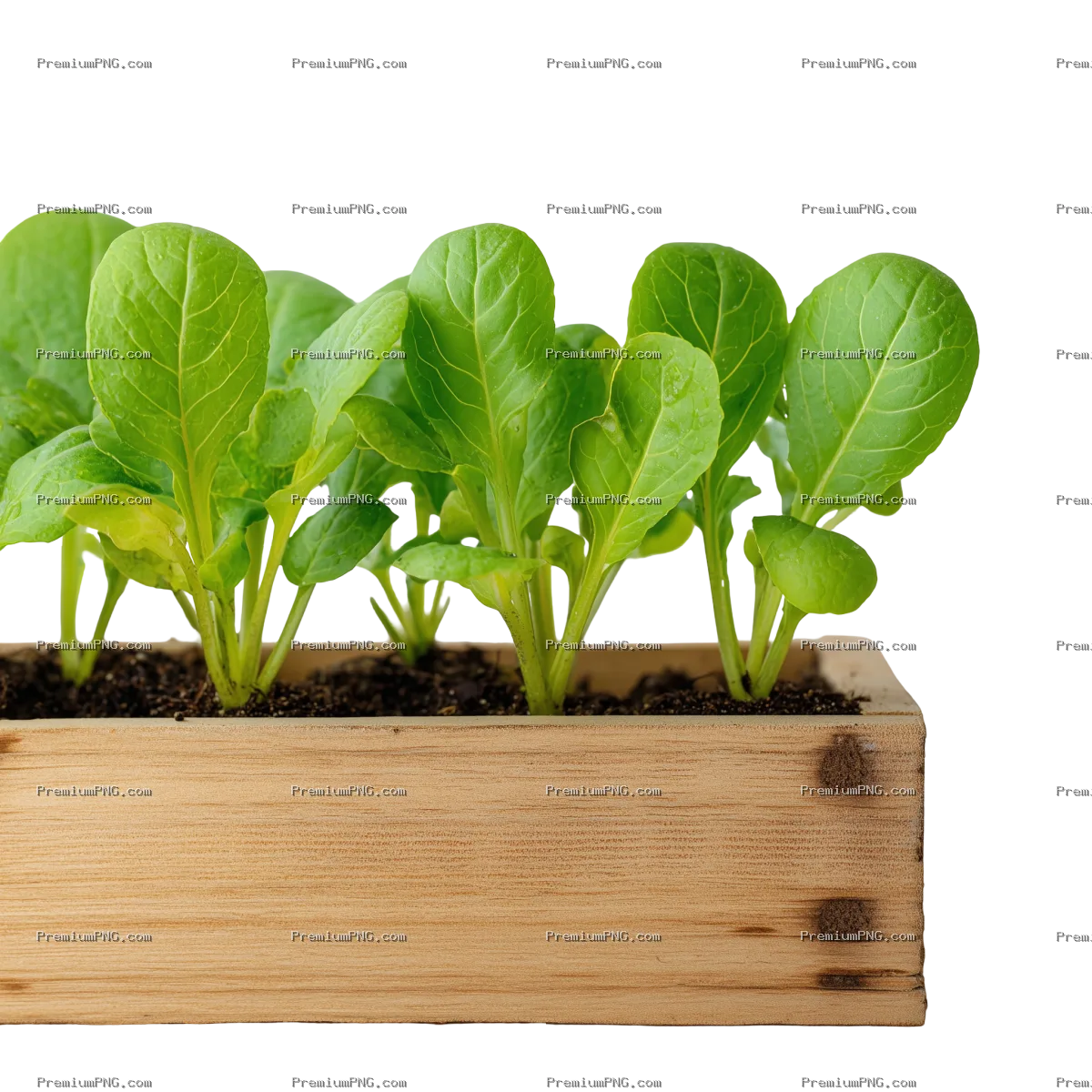Young leafy green plants growing in a wooden planter box