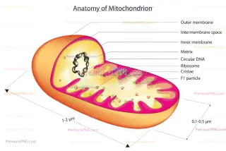 Related image: 3D Vector Mitochondria Diagram – Isolated Organelle EPS & PNG for Biological Science