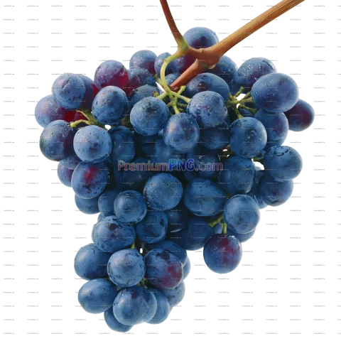 Abundant Bunches of Ripe Blue Grapes on Vine on stem